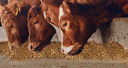 What’s at stake for the animal feed industry & how can technology help?