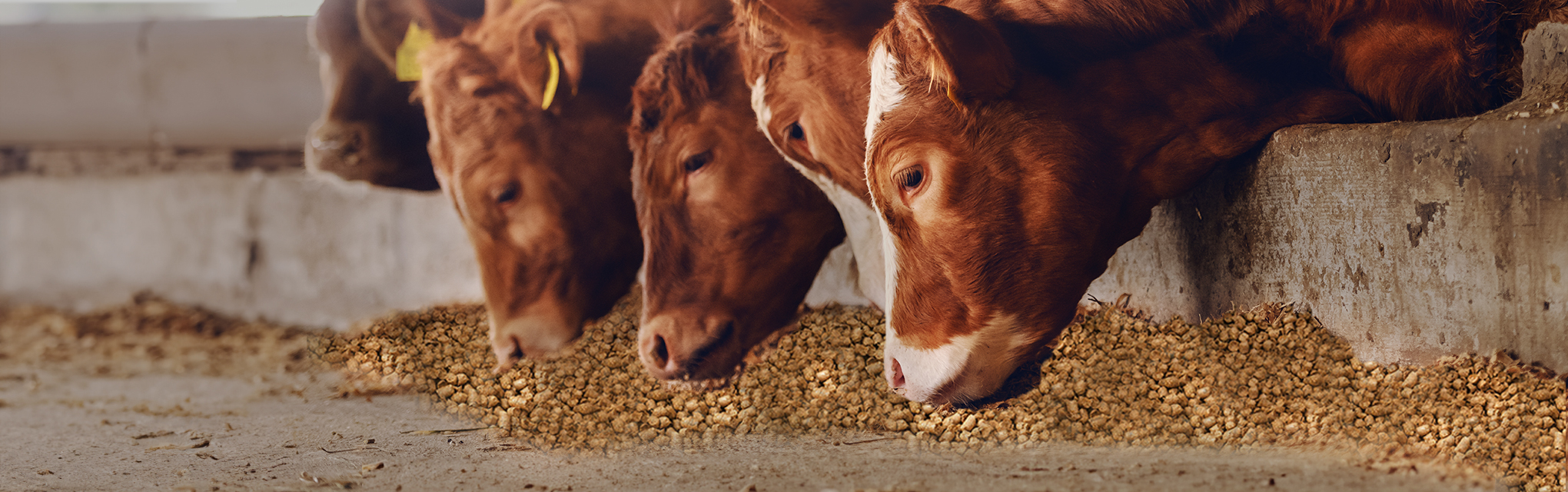 Cow eating grains – Digital Transformation