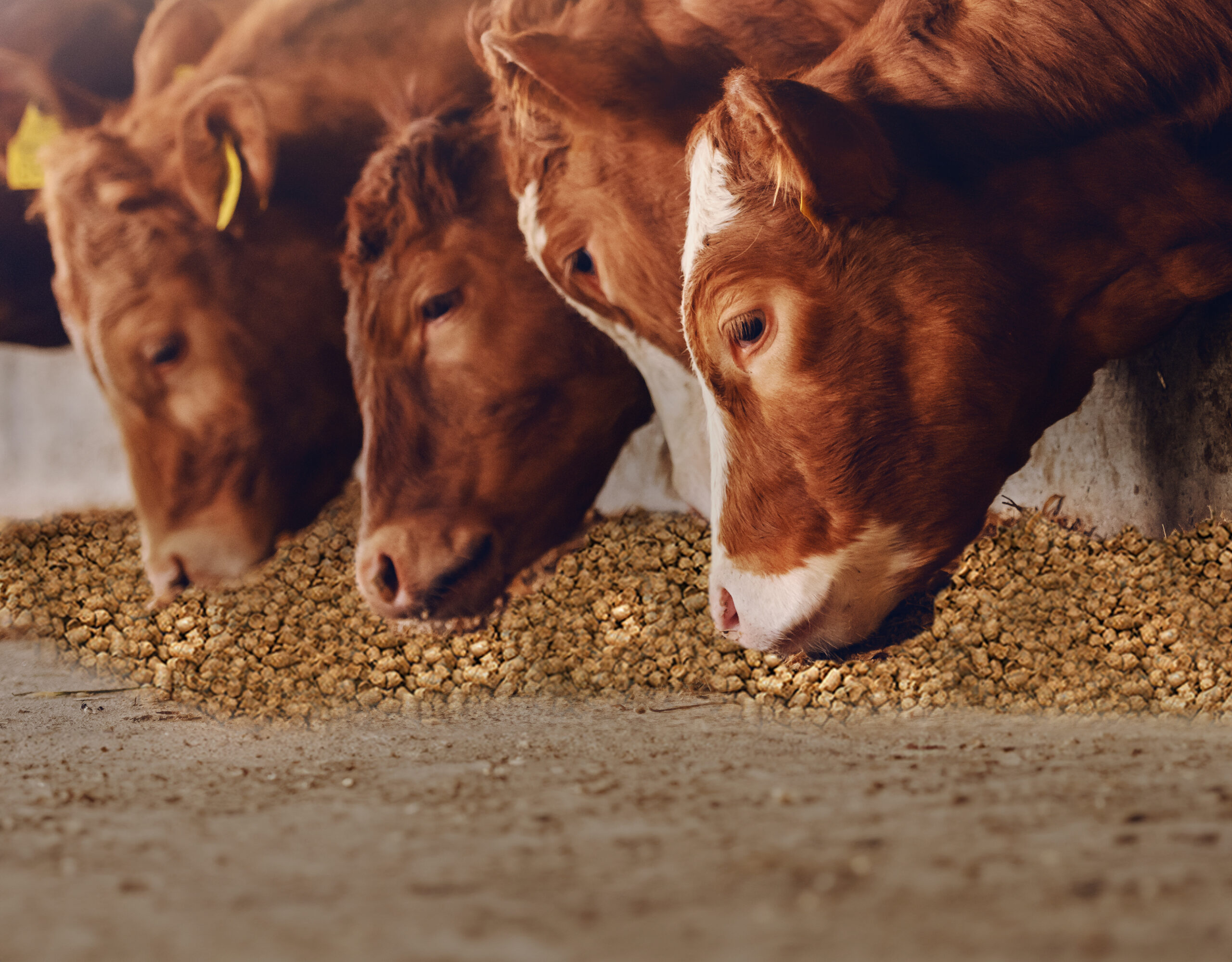 Cow eating grains – Digital Transformation